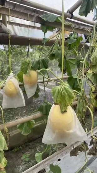 Melon Golden Pear berkulit kuning menggantung di tanaman dalam greenhouse.