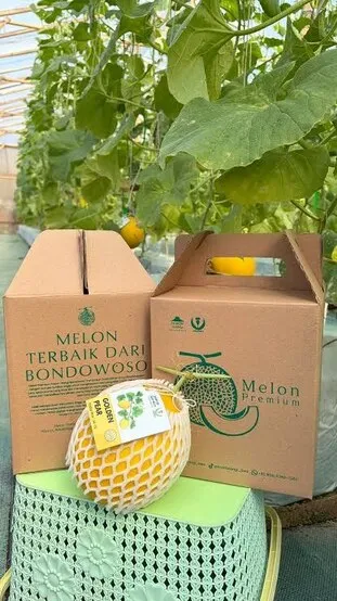 Melon Golden Pear dalam jaring busa, di depan kotak kemasan Melon Terbaik dari Bondowoso.